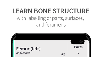 Anatomyka Skeleton