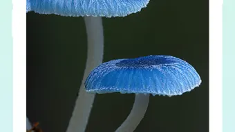 Mushroom Identifier - Fungi Id
