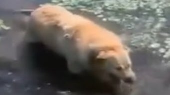 の画像0