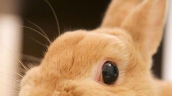 Imagem 0 para 