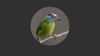 Asian barbet bird Sounds