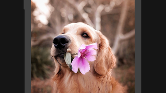 Изображение 0 для 