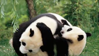 National Geographic Panda Wrestling Wallpaper