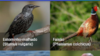 Imagem 0 para 