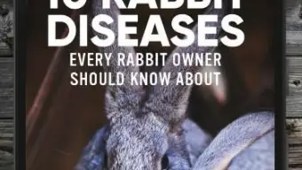 How to Take Care of a Pet Rabbit Guide