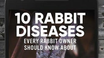 How to Take Care of a Pet Rabbit Guide