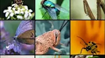 Insect Wallpapers