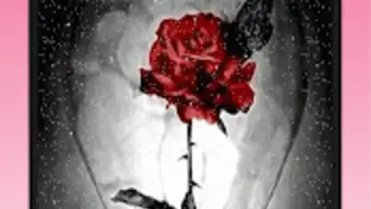 Roses Live Wallpaper 2019 free flowersRoses LWP