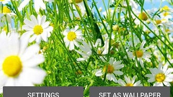 Spring Live Wallpaper