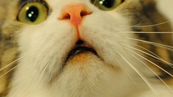 の画像0