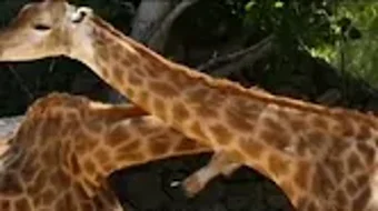 الصورة 0 لـ 