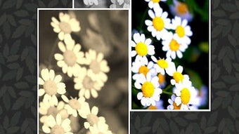 Imagem 0 para 