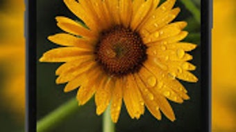 รูปภาพ 0 สำหรับ 