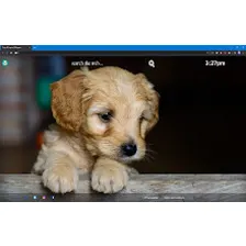 Dogs & Puppies Wallpapers