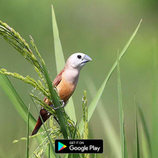 suara pikat burung pipit