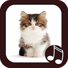 Cat Meow Real Sounds