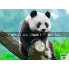 Pandas Wallpapers New Tab