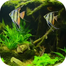 Fish Tank HD Live Wallpaper