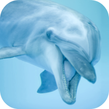Dolphin Sounds