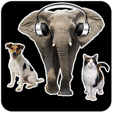 Animal Sounds APK for Android - Download
