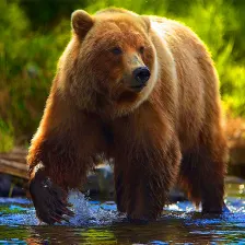 Animal Games - Bear Games
