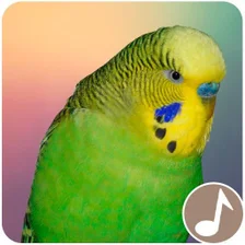 Canto Perico Australiano