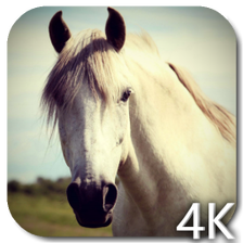 Horse 4K Video Live Wallpaper