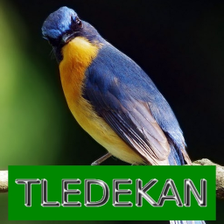 Master Kicau TledekanSulingan