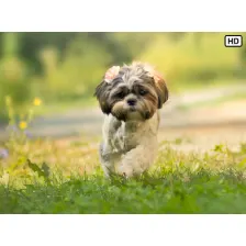 My Shih Tzu - Cute Puppy & Dog Wallpapers