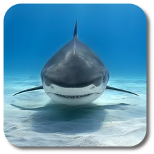 Shark Live Wallpaper