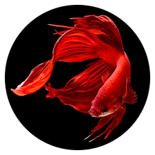 Betta Fish Wallpapers HD