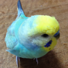 Budgerigar Sounds for Parakeet