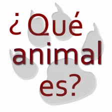 Animal riddles in spanish