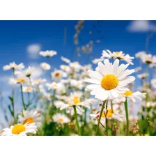 Daisy Flowers HD Wallpapers New Tab