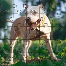 Pitbull dogs jigsaw puzzles