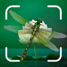 Insect Identifier : Insect ID AI Photo Camera