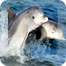 Dolphin 4K Wallpaper