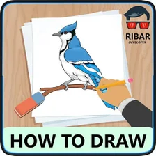 How To Draw Birds