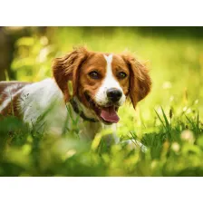 My Brittany Dog HD Wallpapers New Tab