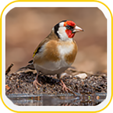 European Goldfinch Wallpapers