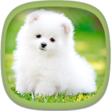 Cute Puppy Wallpapers