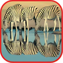Cute Zebra Wallpapers
