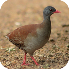 Canto Passaro Lambu