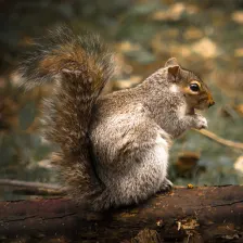 Squirrel Calls