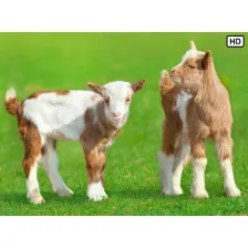 My Baby Goats HD Wallpapers New Tab Theme