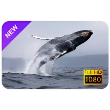 Gray Whale New Tab & Wallpapers Collection