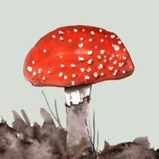 Mushrooms  other Fungi UK