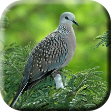 Burung Tekukur Pemikat Ampuh