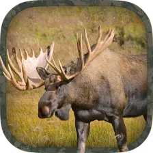 Moose Hunting Calls