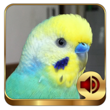 Budgerigar Ringtones